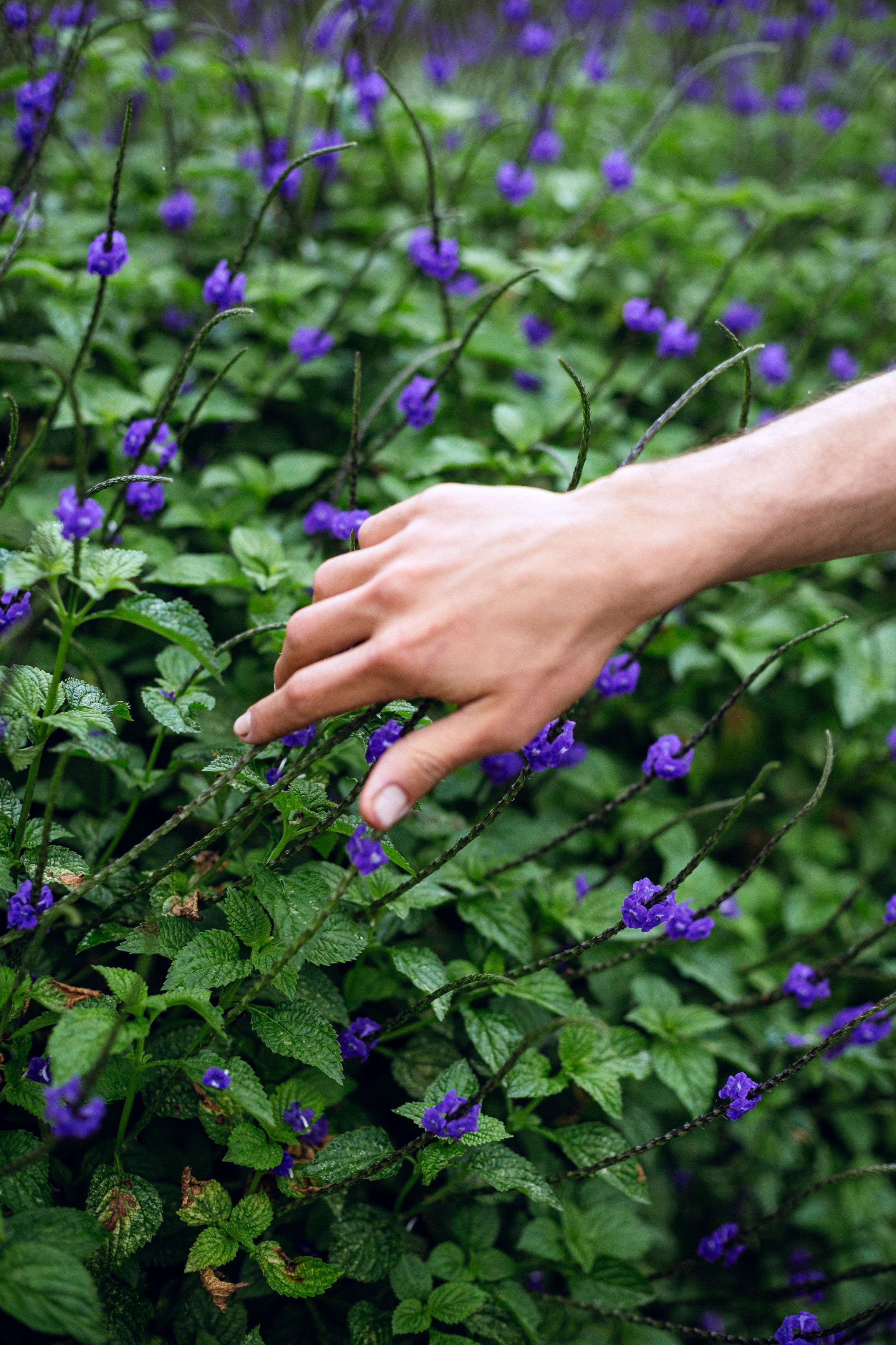 Nunc egestas quam convallis nisi